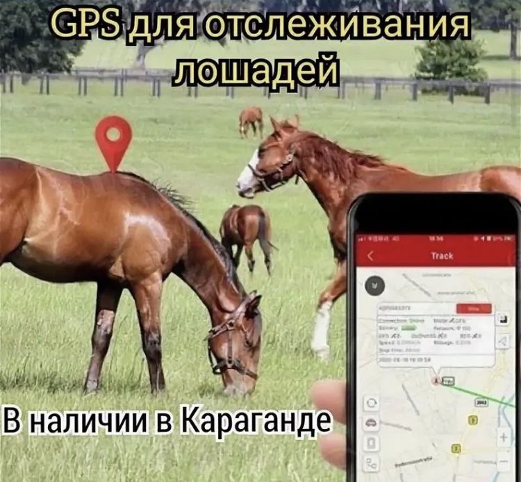 GPS Трекер  ТК 915 ТК905 для отслеживания: Лошадей,коров, баранов.