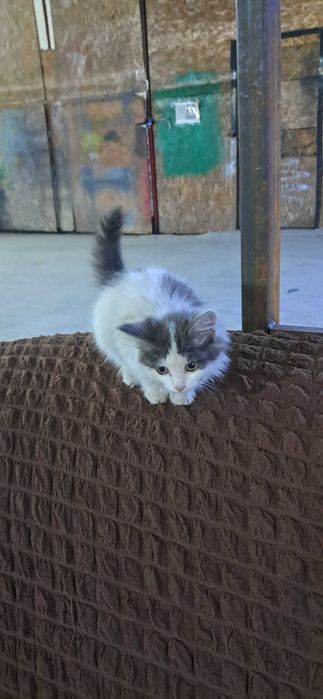 Отдам в добрые руки кошечку 2 месяца.