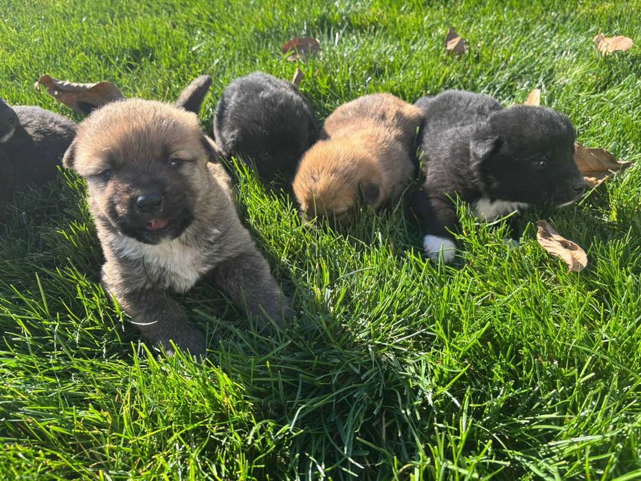 Ofer spre adoptie 7 catelusi super simpatici