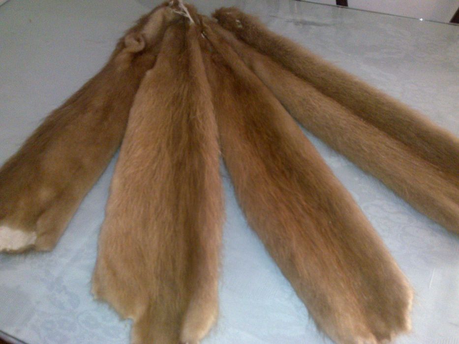 Blana blanite nutrie impecabile !