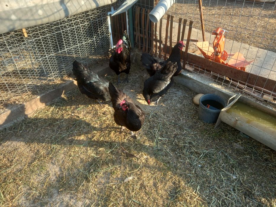 Vand  Australorp