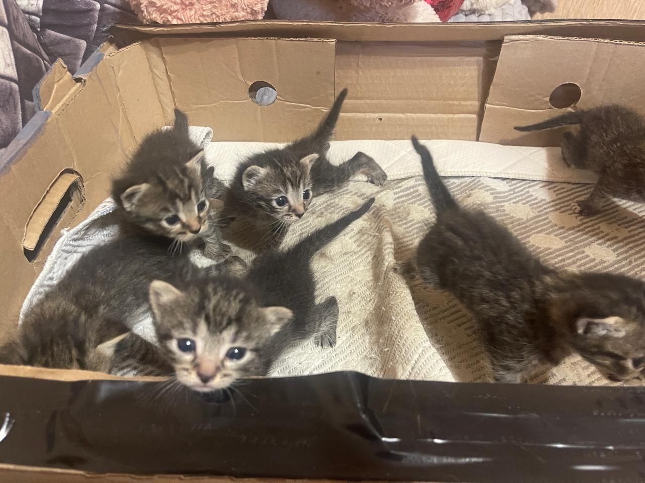 Отдам шотланских котят вислоухие