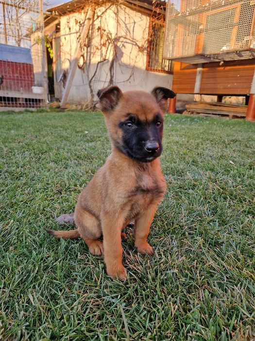 Vând pui de Malinois