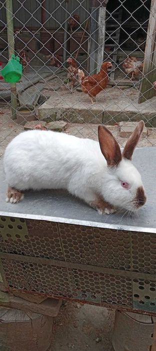 Vând mascul California