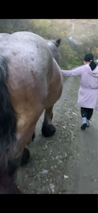 Vand cal castrat de 7 ani