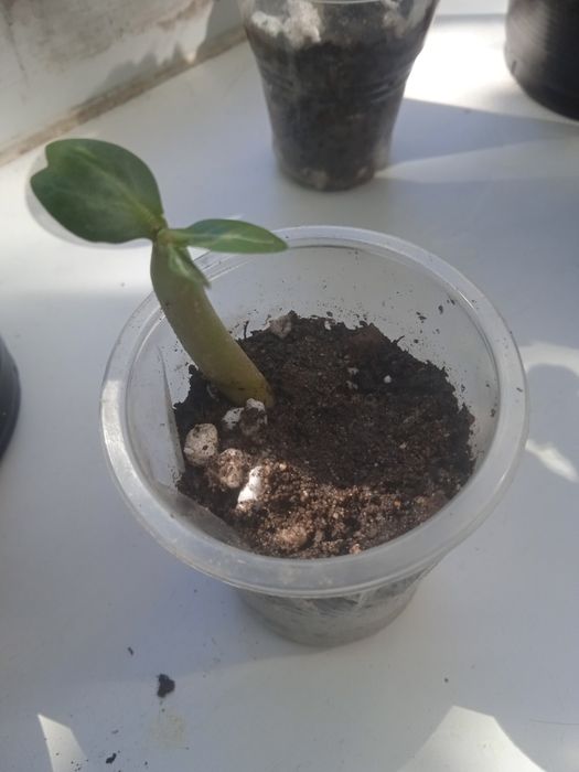 Продам сеянцы адениума