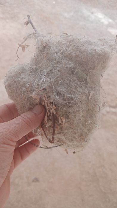 Куркултайдын уясы 80 түрлі ауруларға емдік қасиеті бар