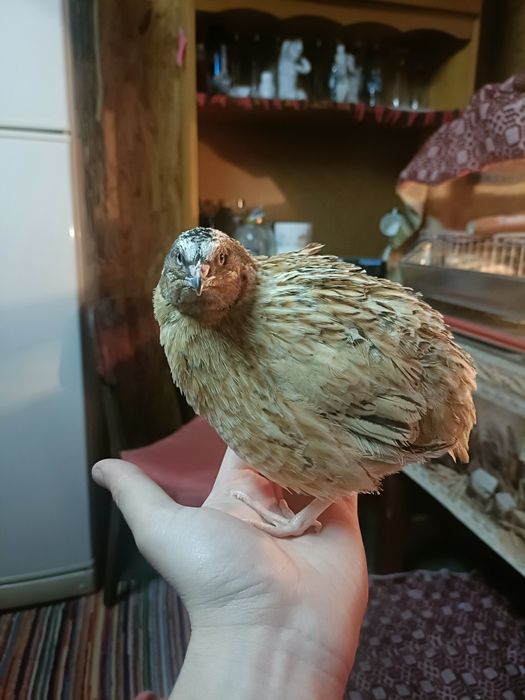 Prepelițe Jumbo Gold și Gigant Polare