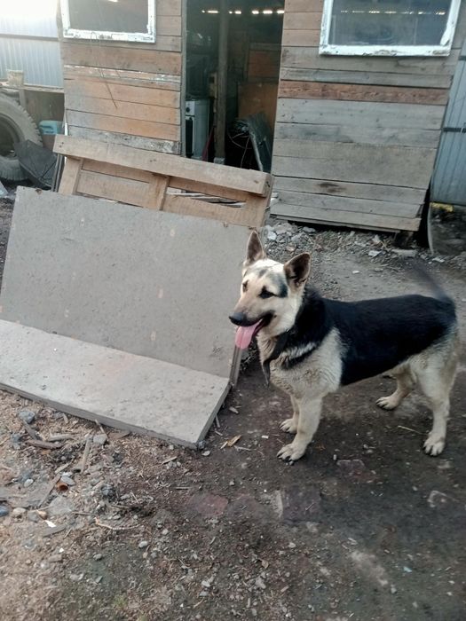 Ищу подружку овчарка