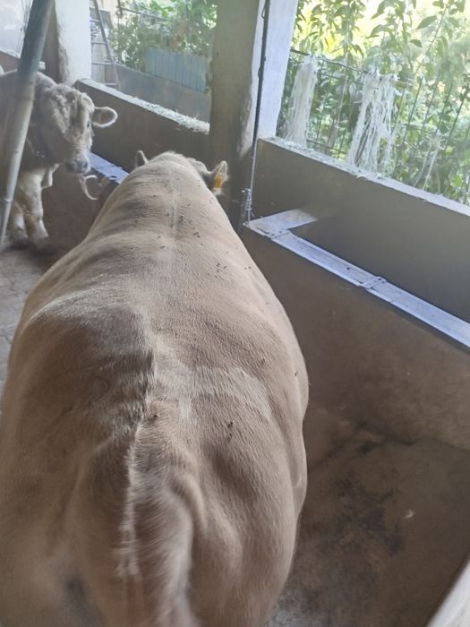 Ассаламу алейкум букалар сотилади Порода Авликол ,Сементал