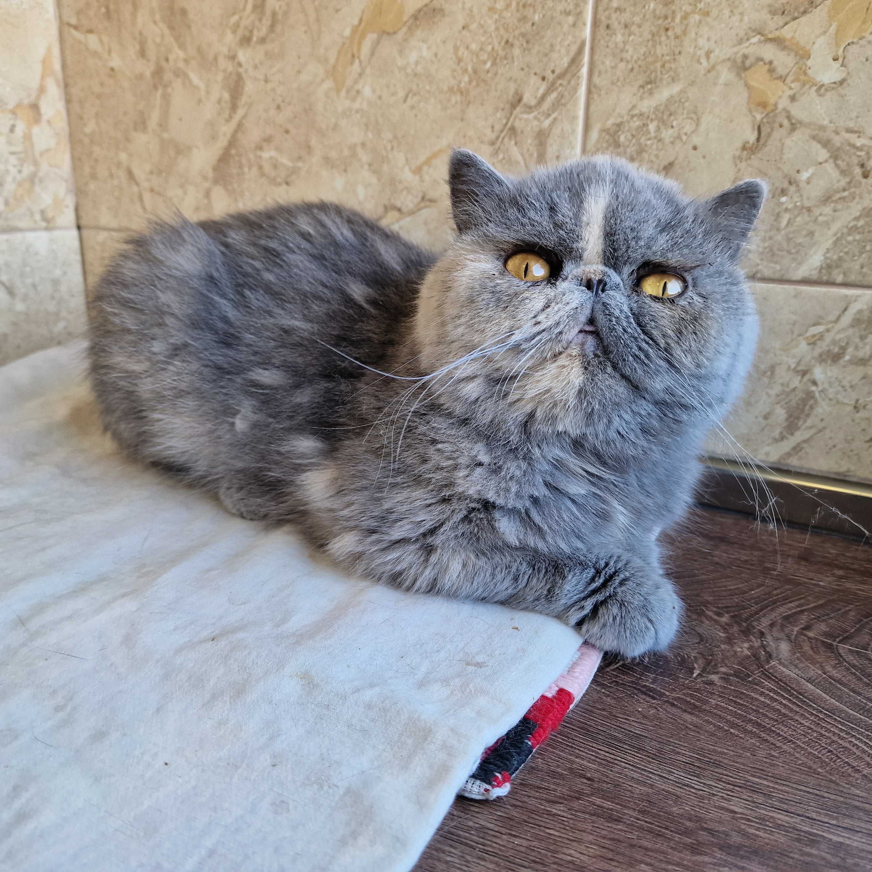 Женска екзотична котка на 4 години.