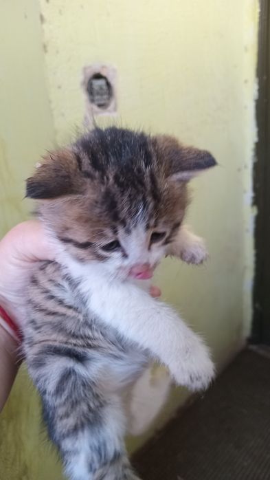 Милые котята.  Милые котята