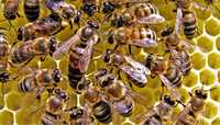 Vand familii de albine