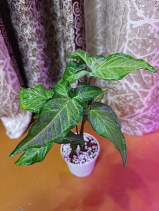 Продаётся сингониум