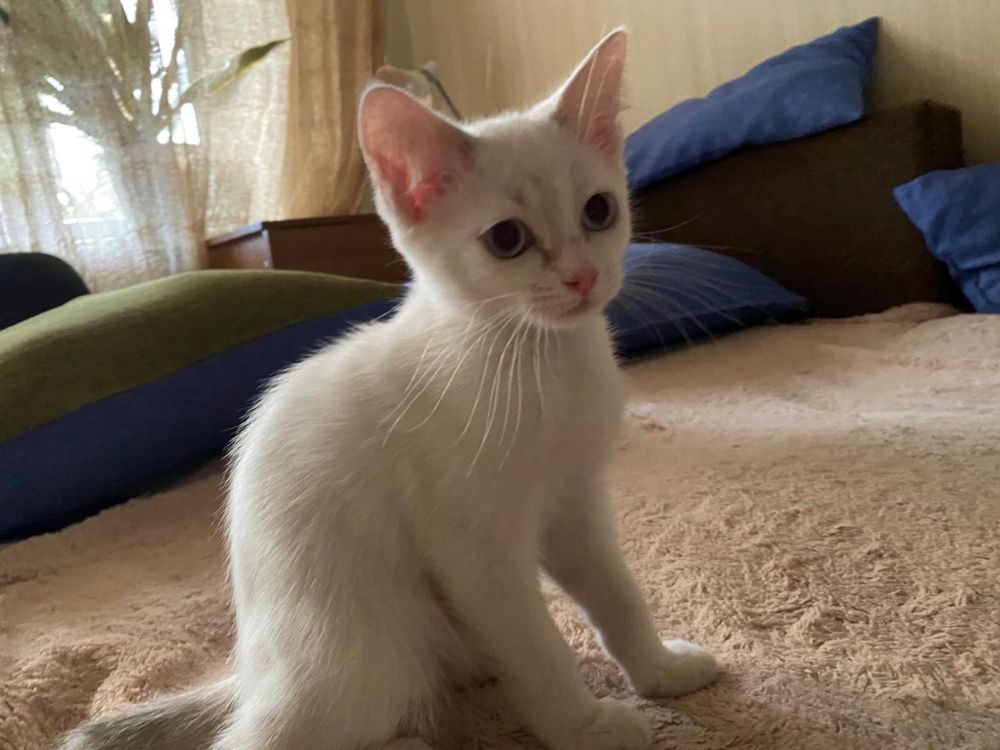 Котенок в добрые ручки