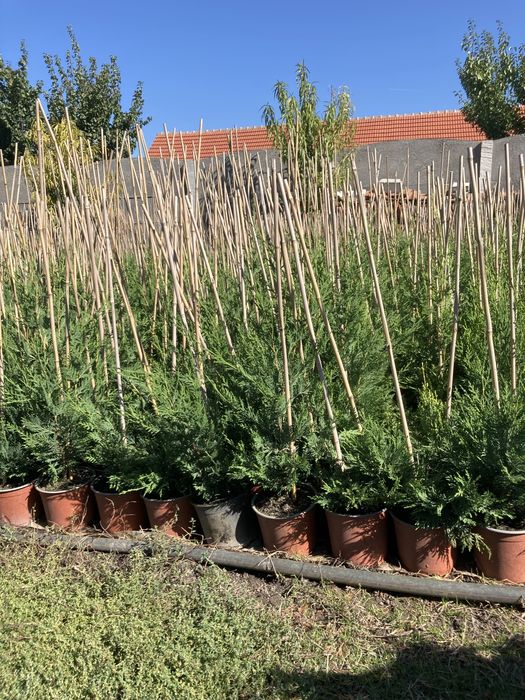 Leylandii - Timisoara - producator local