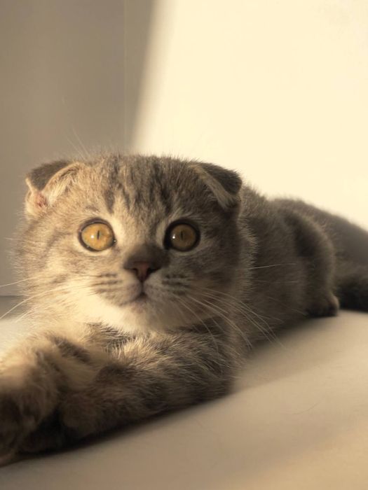 Котенки скотш + британский