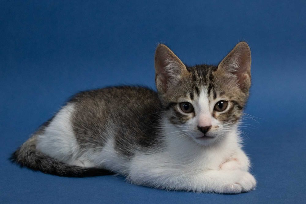 Котета на 3 месеца търсят дом