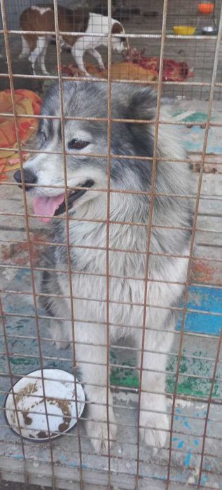 Собака ищет хозяина