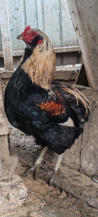 Cocoși Araucana tineri