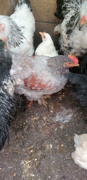 Gainuse și cocosei Brahma