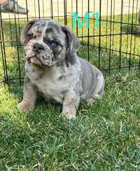 Mascul American Bully exotic