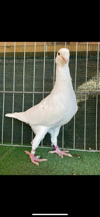 Voiajori germani albi