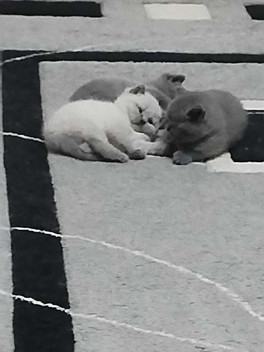 Британска късокосместа