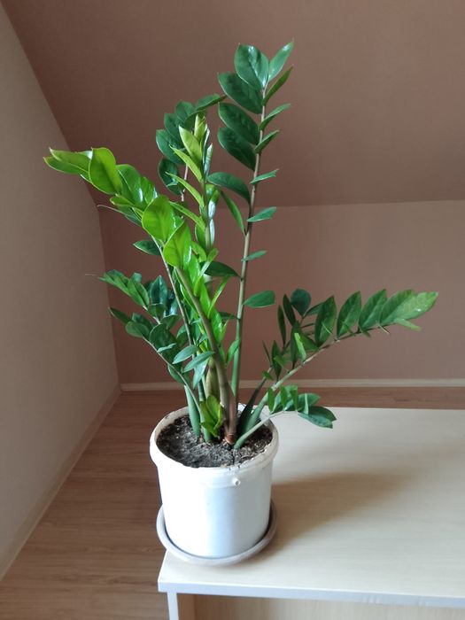 Продам долларовое дерево