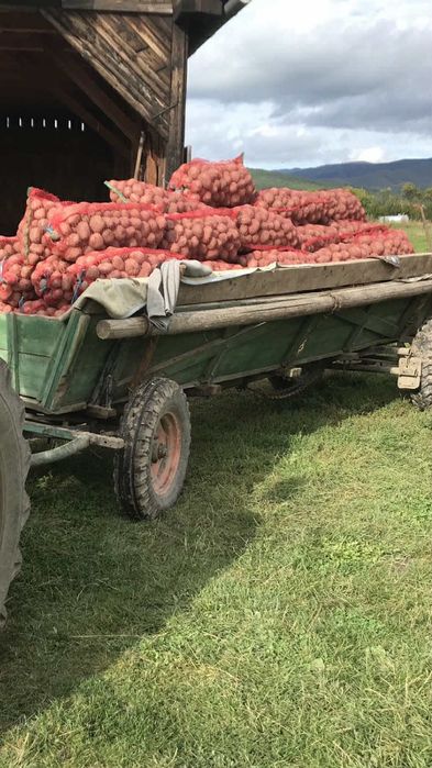 Vand cartofi rosu- Belaroza