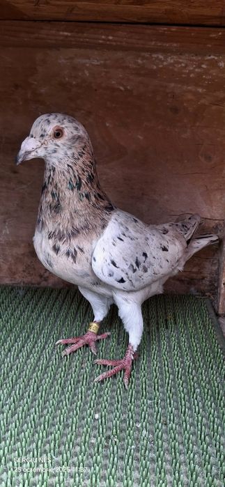 Vouajori sport culori rare