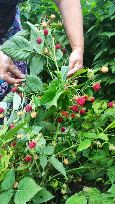 Малина саженцы продам