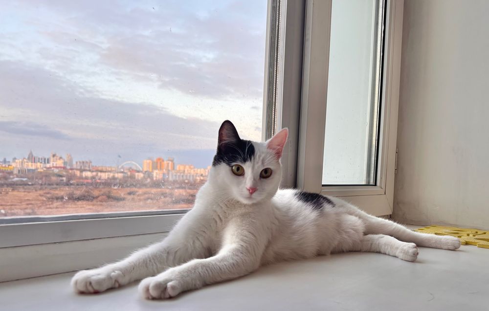 Кошка ищет дом, умная, стерилизована