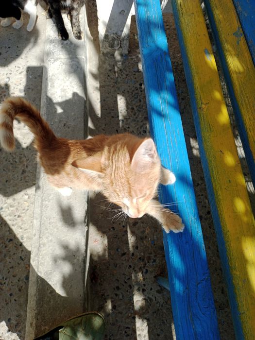 Котята,мальчики,3месяца