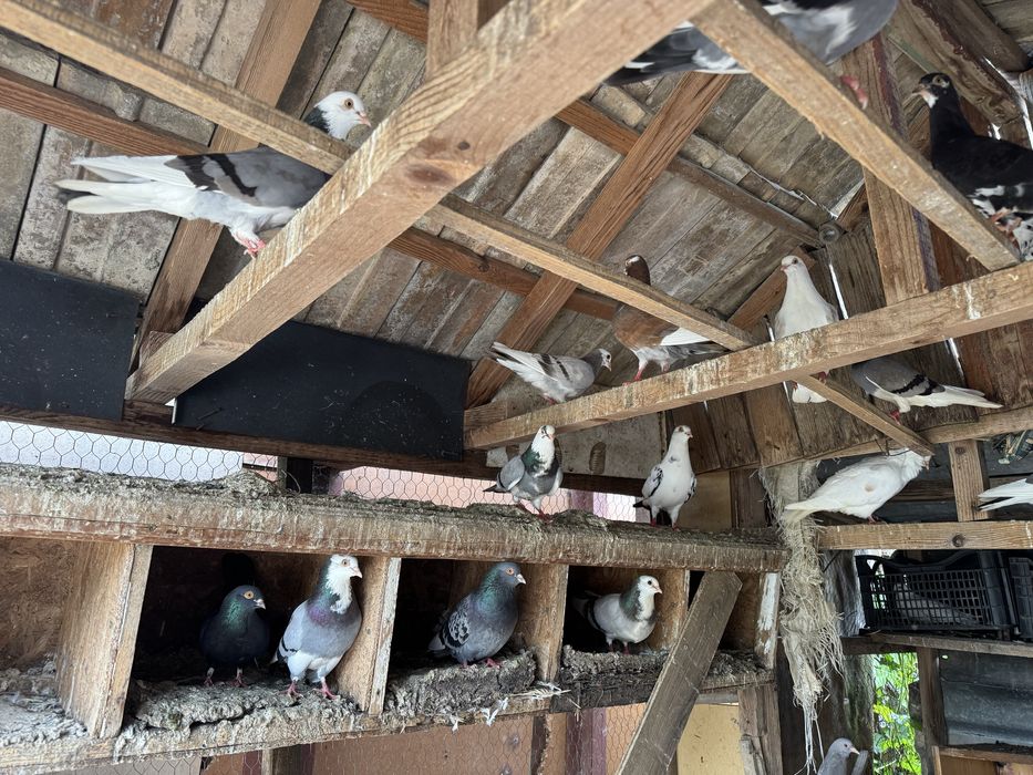 Vând porumbei jucatori