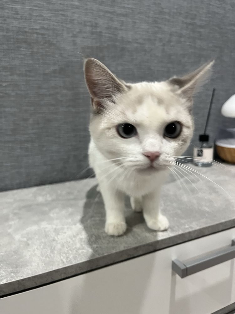 кошка девочка 1 год