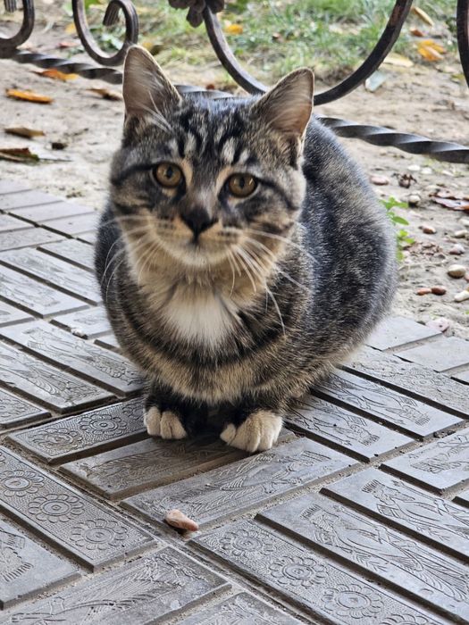 Котята ищут любящую семью