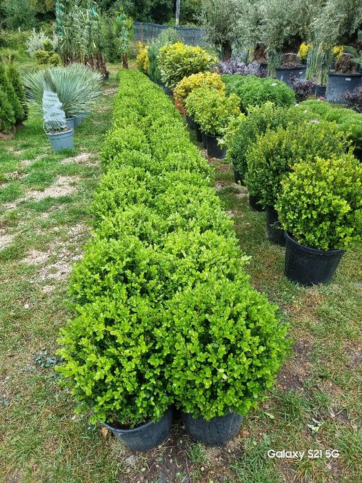 Buxus ornamental – ideal pentru gard viu și decorațiuni