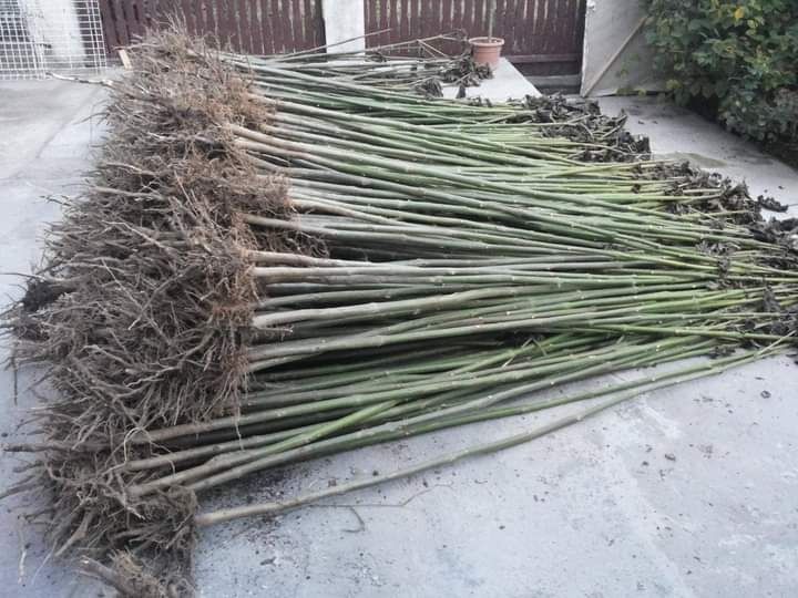 Paulownia puiet hibrid