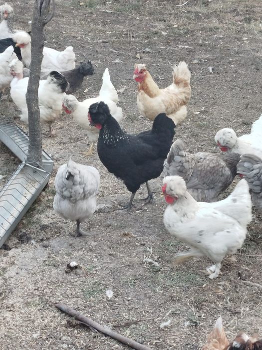 Găini și cocosi cu moț