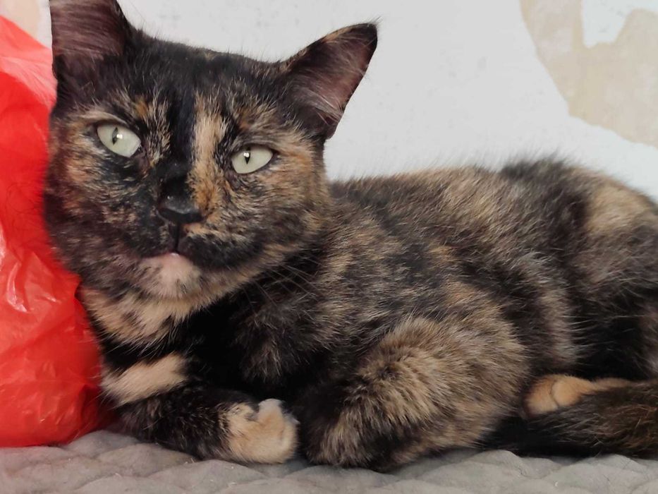 Стерилизованная кошка Нюша ищет дом, возраст 2 года