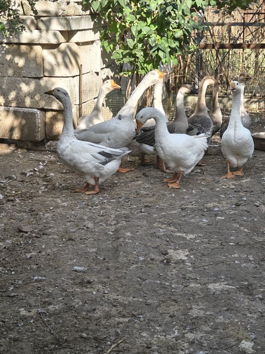 Boboci de gâscă de anul acesta