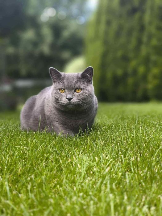 Британска късокосместа