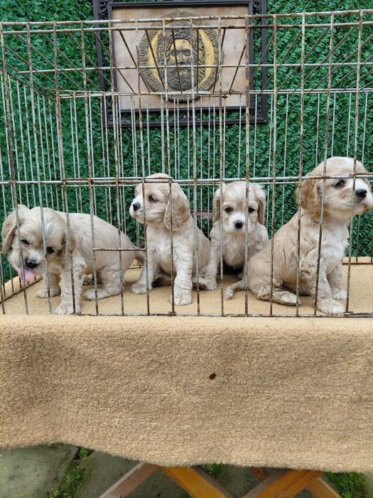 Американски кокер