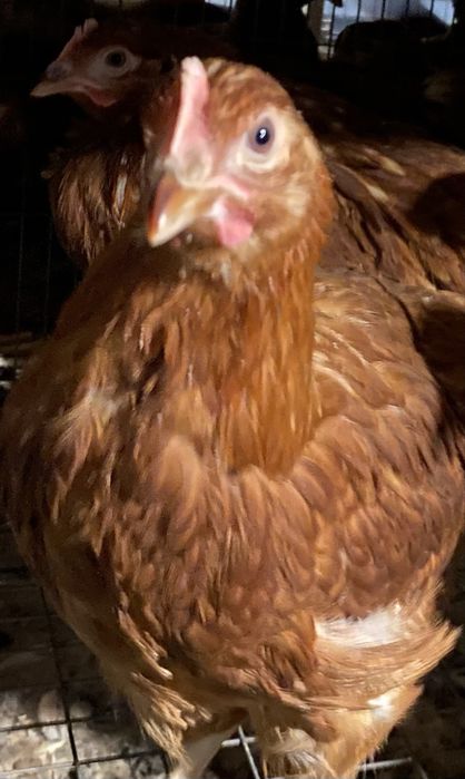 Puicute ouataoare direct de la ferma!