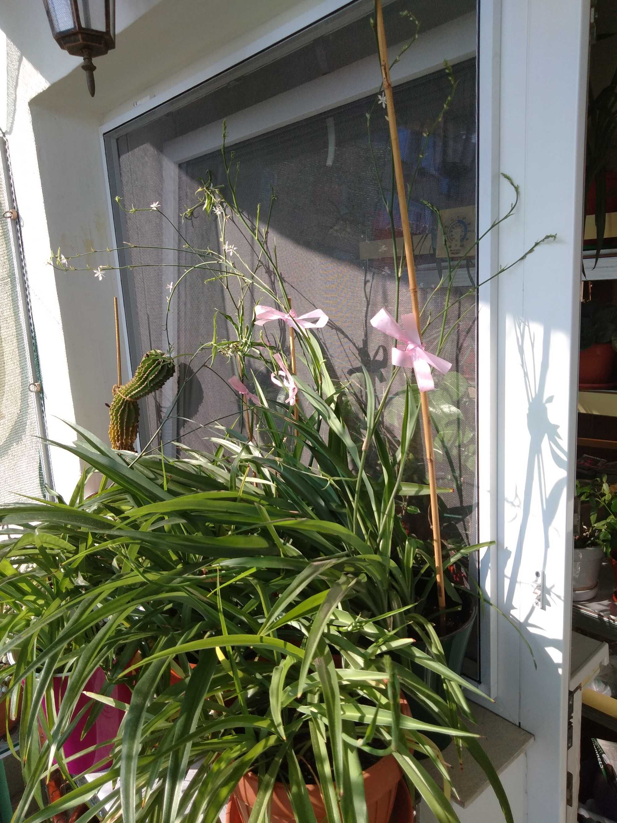 Chlorophitum, Planta păianjen sau Voalul miresei, purifică aerul