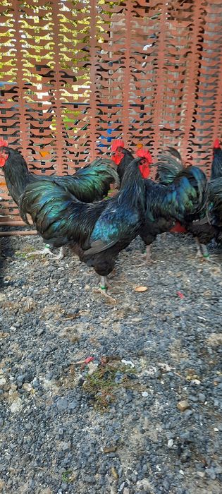 Vand cocosi Australorp