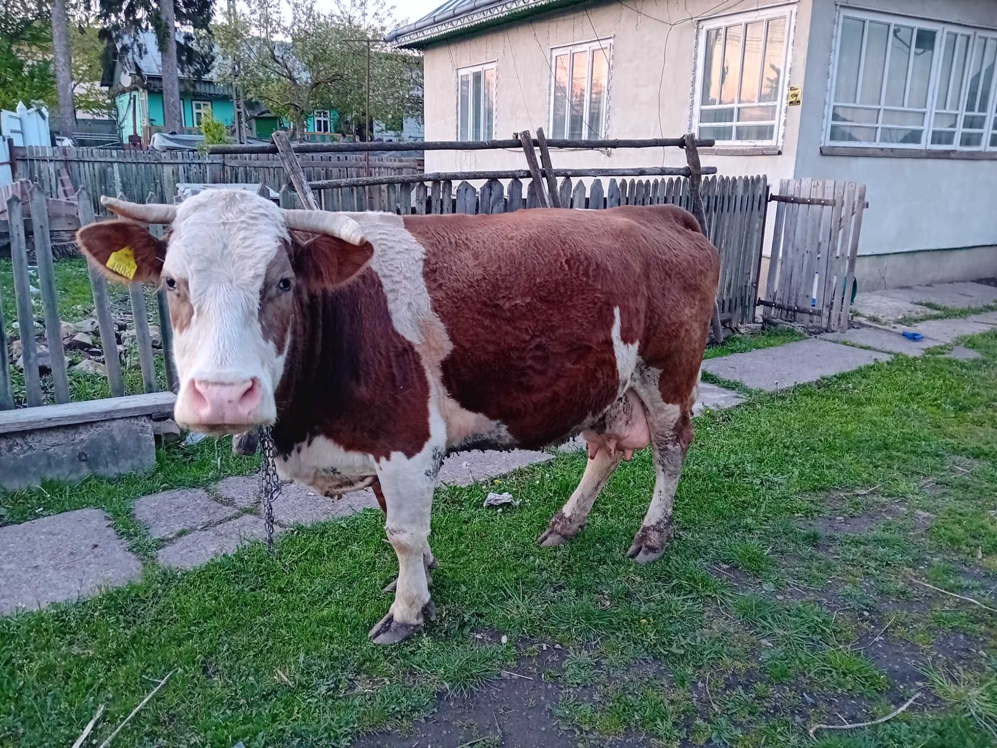 Vând vaca baltat românească