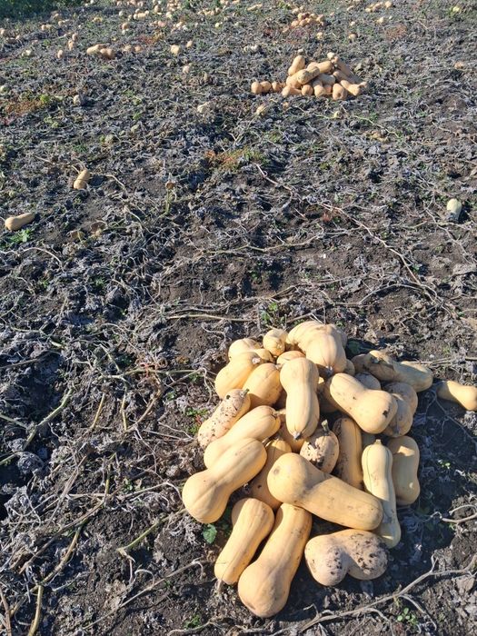 Продавам Тиква Матилда