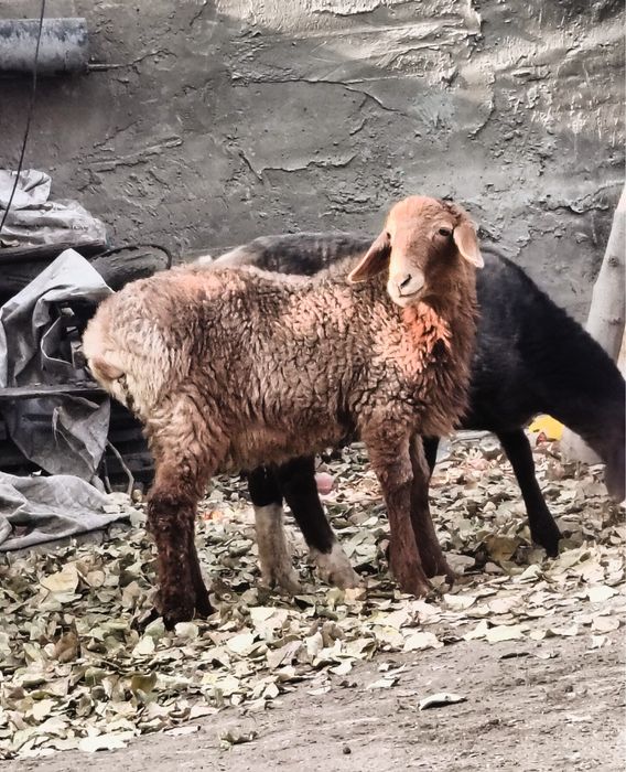 Quy quzi sotiladi narxlar buyicha murojat qilishingiz Mumkun